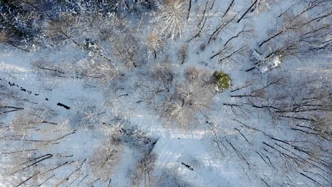 Aerial top view of winter forest Stock Footage 103340889