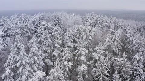 Aerial top view winter forest. Spruce and pine frosty trees covered with snow. Video stock 147989647