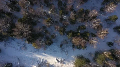 Aerial top view of winter forest Video stock 155844774