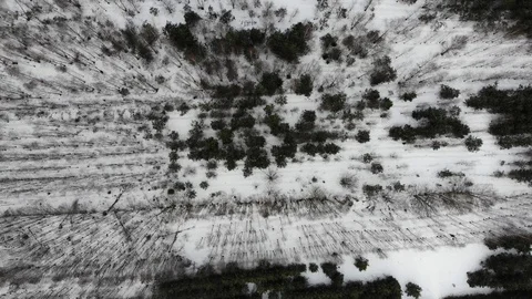 Aerial top view of winter pine forest Stock Footage 103614285