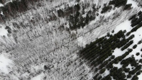 Aerial top view of winter pine forest Stock Footage 103614323