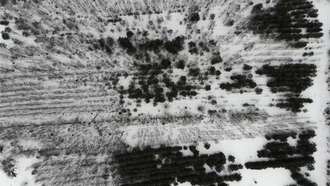Aerial top view of winter pine forest Stock Footage 103614469