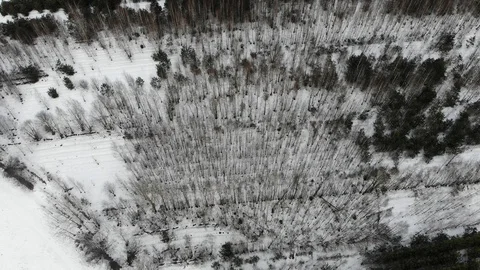 Aerial top view of winter pine forest Stock Footage 103614491