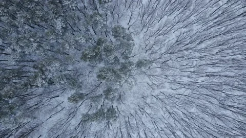 Aerial top view of winter wild forest with snowy and naked trees in half Stock Footage 171862018