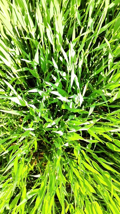 Aerial Top View of Young Green Grain Crops in Summer Field Stock Footage 334736827