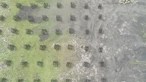 Aerial TopDown Reforestation Grid 4K Vídeos de archivo 339055459