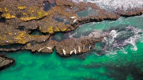 Aerial topdown of seals lying and sunbathing on the rocky Welsh coast Stock Footage 211483997