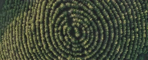 Aerial topdown shot of a forest in spiral order Stock Footage 228337366