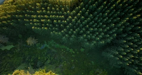 Aerial: Topdown shot of pine forest at sunset Stock-Footage 276685943