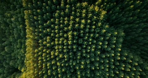 Aerial: Topdown shot of pine forest at sunset Video stock 276685950