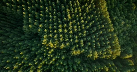 Aerial: Topdown shot of pine forest at sunset 스톡 동영상 276685955