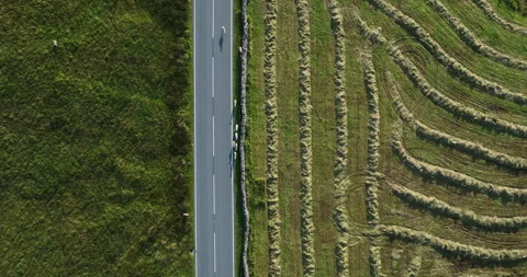 Aerial topdown shot of sheep walking on road Stock Footage 282856435