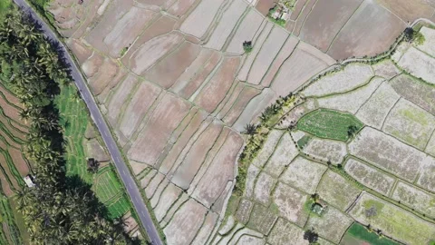 Aerial topdown view of rice fields and palms 스톡 동영상 147539471