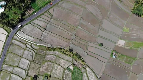Aerial topdown view of rice fields on Bali 스톡 동영상 147541911