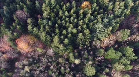 Aerial Topshot of forest in autumn Stock Footage