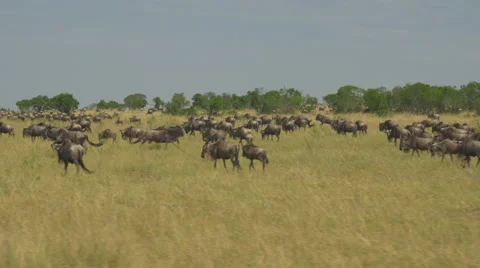 AERIAL: Tourists driving pass large herd of wildebeest migrating Stock Footage 45754053