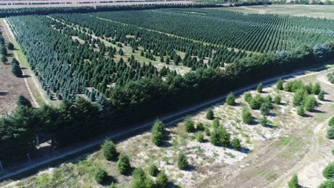 Aerial Towards Christmas Pine Tree Farm Diagonal Low Flyover View Stock Footage 164603428