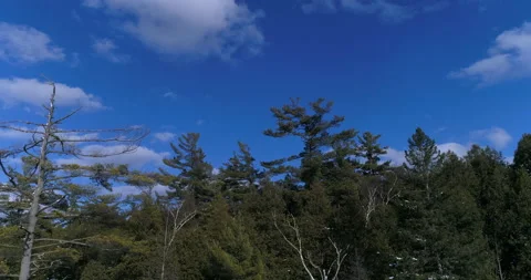 Aerial Track By Forest Pine Trees Tops In Winter With By Clouds Moving In Sky Video stock 162147976