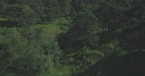 Aerial tracking across the native ancient Scots Pine forest Coille Coire Chuilc Stock Footage 115501243
