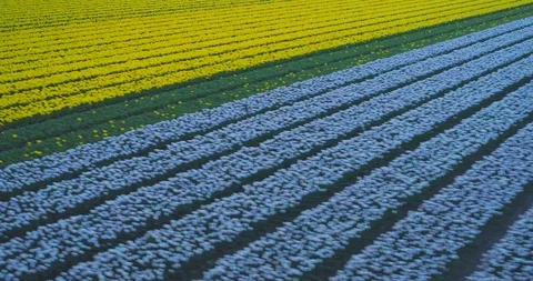 Aerial tracking across rows of yellow tulip flowers on Dutch tulip farm Stock Footage 108048009