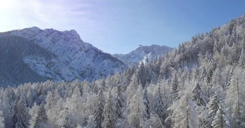 Aerial Tracking Away Shot Of The Pine Tree Forest Stock Footage 70989380