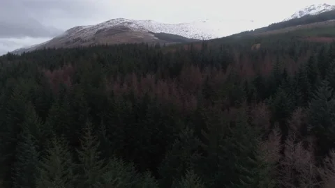Aerial Tracking Back from Forest in Front of Scottish Mountain Ben More Stock Footage 107316206