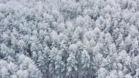 Aerial, tracking, drone shot, over trees, revealing a blizzard coming in, above Stock Footage 145132908