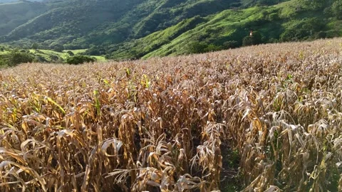 Aerial tracking of dry corn field ready for harvest against green mountains. Stock Footage 340590810