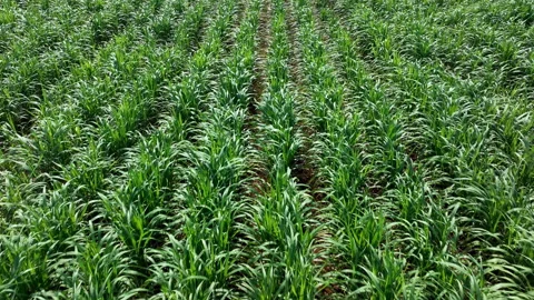 Aerial Tracking Flight Over Vibrant Green Corn Field Summer Landscape Stock Footage 335072205