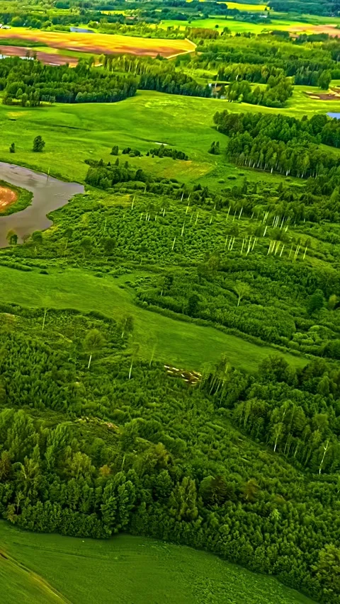 Aerial Tracking Hyperlapse of Forest Wetlands and Moving Cloud Shadows Stock Footage 321050713