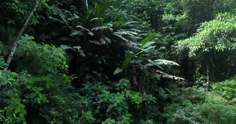 Aerial Tracking Low Beside Different Tropical Trees, Ferns And Flora In Jungle Stock Footage 135620923