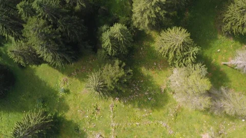 Aerial tracking made with a drone that flies over the tops of the trees in an Stock Footage 117177090