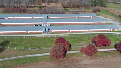 Aerial tracking shot of 3 poultry house, horse pasture with fence and farm .. Stockbeeldmateriaal 337575252