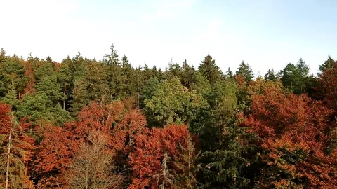 Aerial tracking shot along forest treetops in autumn Stock Footage 99235675