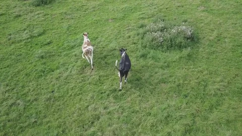 Aerial tracking shot of cows, top view. Video stock 78761266