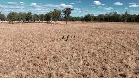 Aerial tracking shot of emus running through an open field in Outback Queensland Vídeos de archivo 338270217