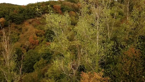 Aerial tracking shot of forest with birch tree treetops Stock Footage 95756031