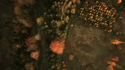 Aerial tracking shot of forest landscape during autumn Stock Footage 99236417