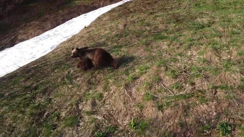 Aerial tracking shot of kodiak bear walking on grass and snow Stock Footage 320533252