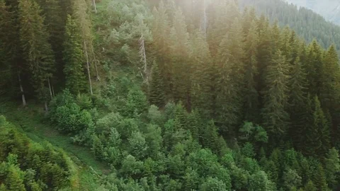 Aerial tracking shot of mountain forest with flare Stock Footage 116324717