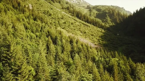 Aerial tracking shot of mountain forest during summer Stock Footage 119824681