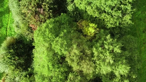 Aerial tracking shot over Trees in sunlight Stock Footage 224690518