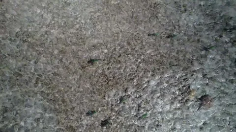 Aerial tracking shot of parrot fish swimming underwater in the Caribbean Sea Vídeo Stock 345934558
