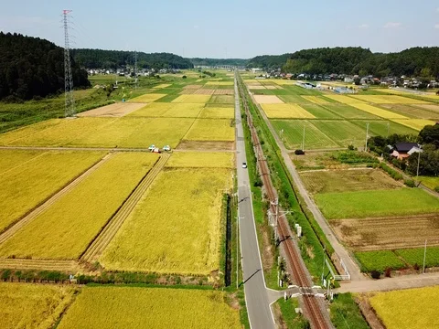 Aerial tracking shot of rice field Video stock 80077853