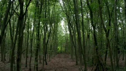 Aerial tracking shot through forest trees tilting up to tree top canopy Stock Footage 139525935