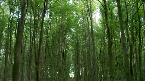 Aerial tracking shot through forest trees tilting up to tree top canopy Stock Footage 139525938