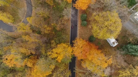 Aerial tracking shot of two cyclists riding through a forest in autmn Stock Footage 113044973