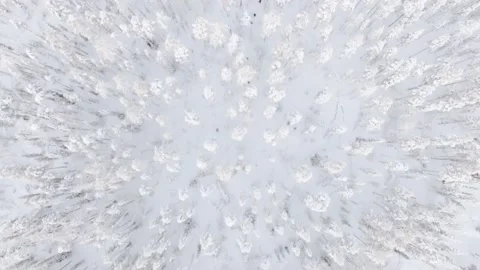 Aerial Tracking of Snow Forest and Trees in Lapland in December Stock Footage 168147053