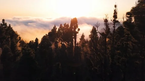 Aerial Tracking Through Pine Forest Clouds at Sunset Remote Island 4K Video stock 101113604
