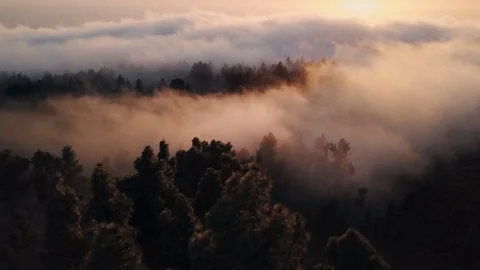 Aerial Tracking Through Pine Forest Clouds at Sunset Remote Island 4K Video stock 101115045